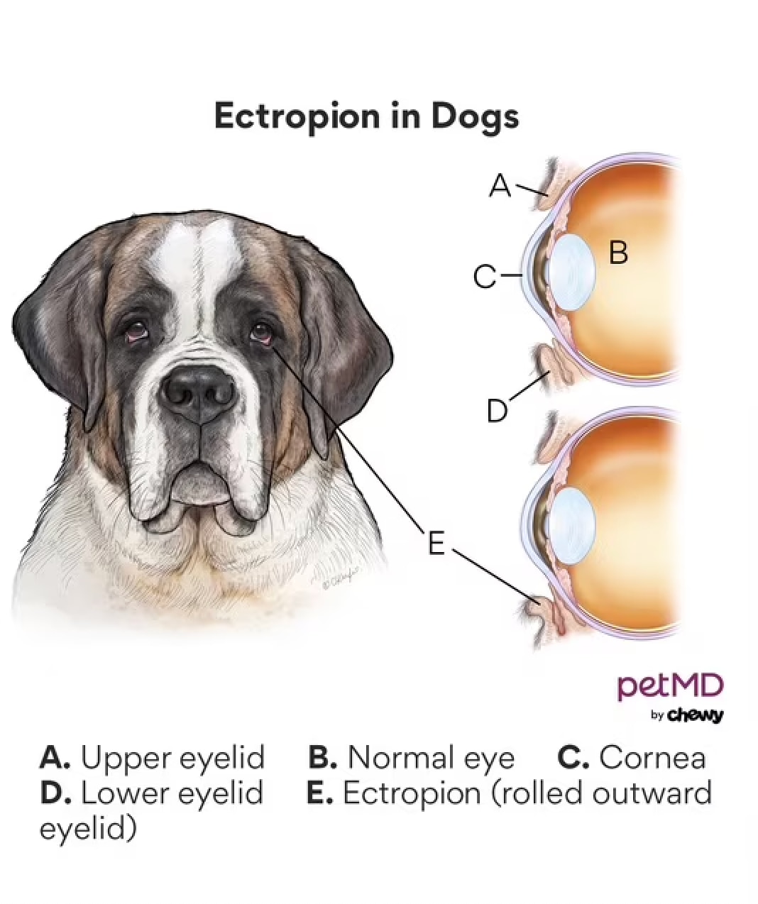 ectropion in dogs; a diagram of what ectropion looks like in dogs.